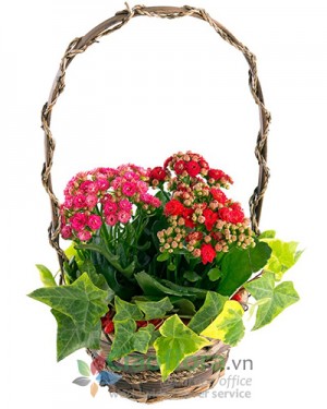 Kalanchoes